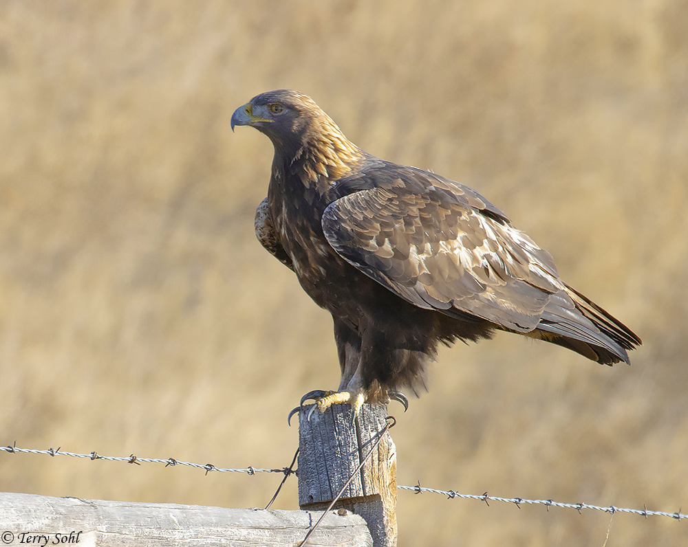 Golden Eagle - Aquila chrysaetos