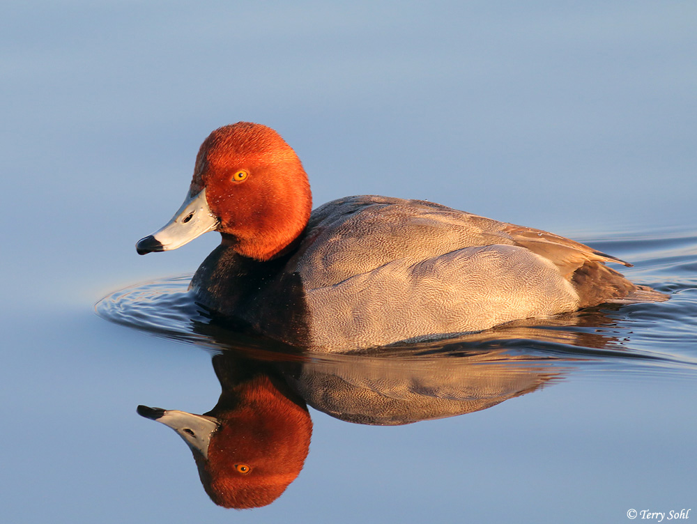 Redhead - Aythya americana