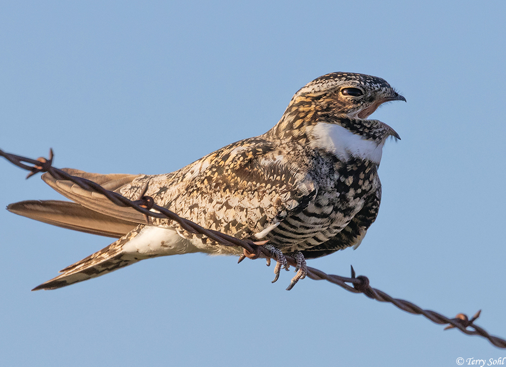 Common Nighthawk - Chordeiles minor