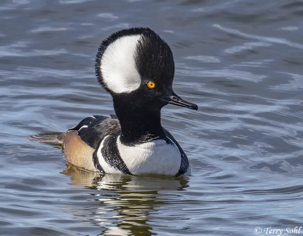 Hooded Merganser - Lophodytes cucullatus