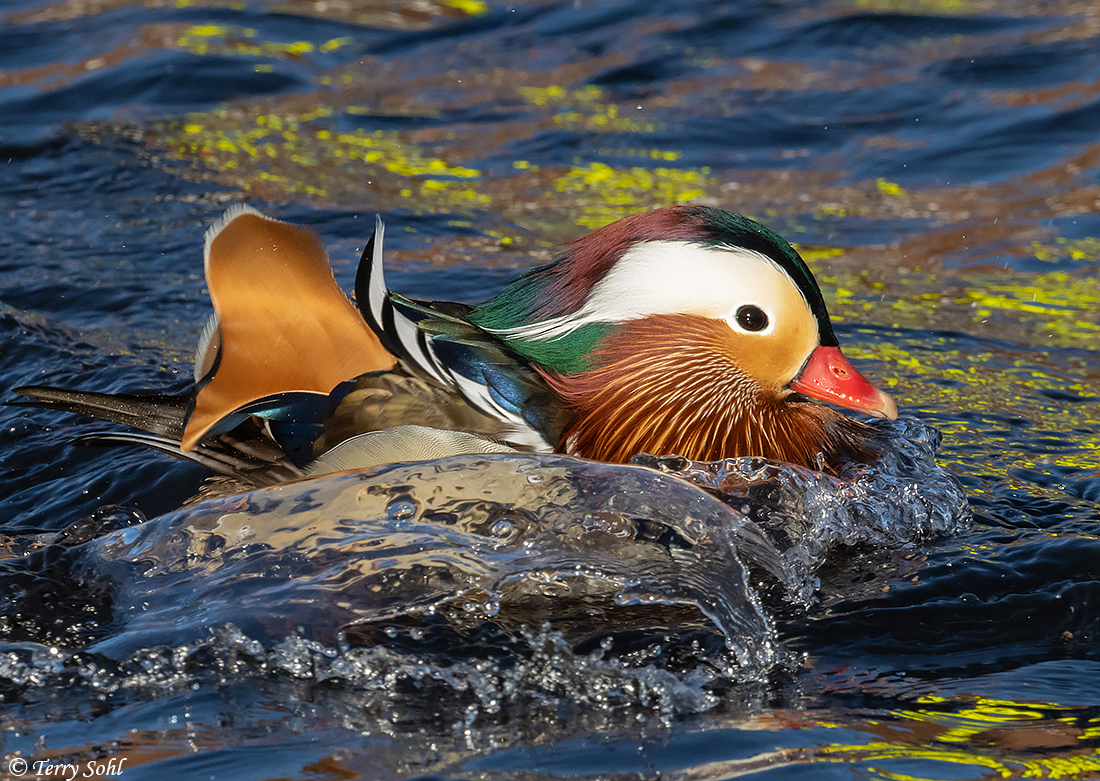 Mandarin Duck - Aix galericulata