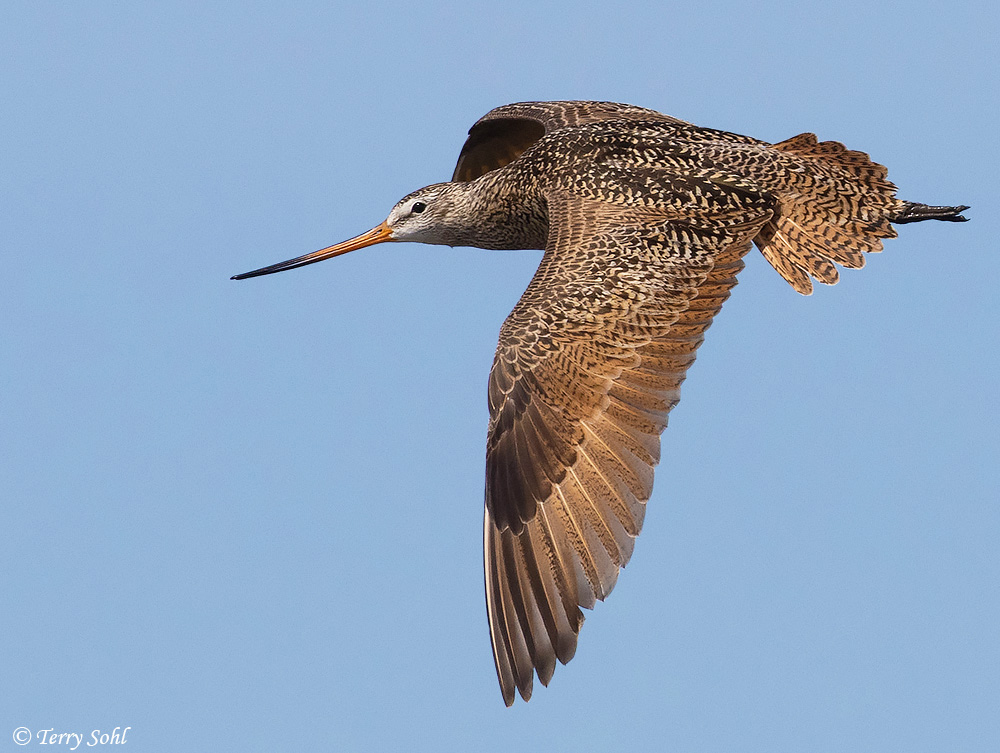 Marbled Godwit - Limosa fedoa