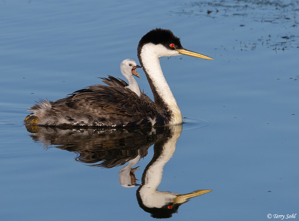 Western Grebe - Aechmophorus occidentalis