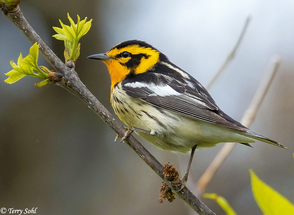 Blackburnian Warbler - Setophaga fusca