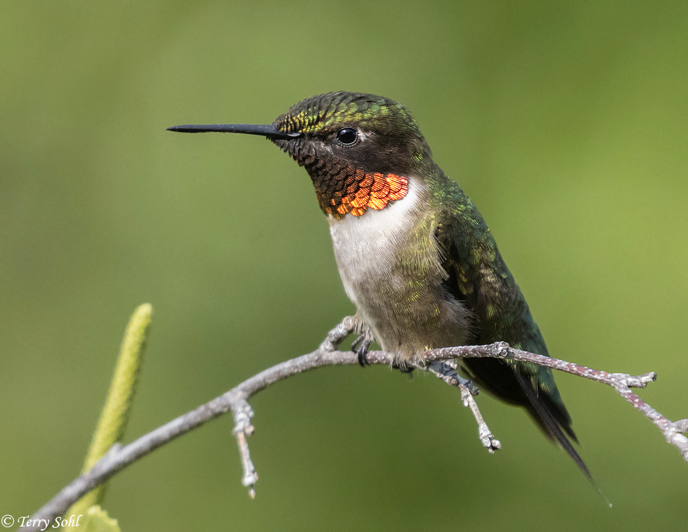 Ruby-throated Hummingbird - Photograph - Picture