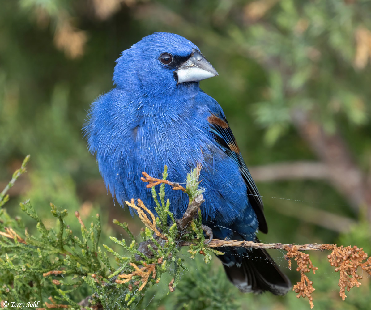 Blue Grosbeak Photo - Photograph - Picture