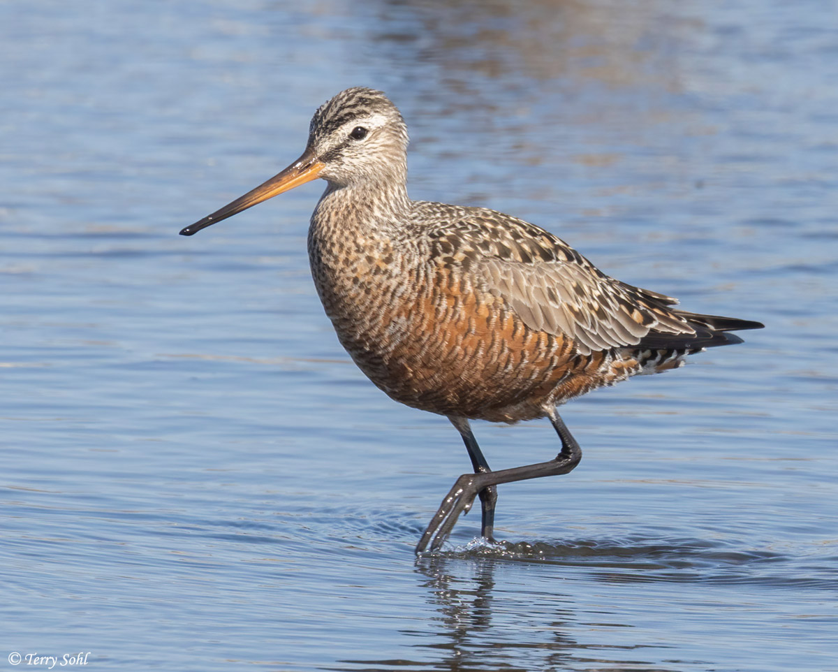 Hudsonian Godwit - Limosa haemastica