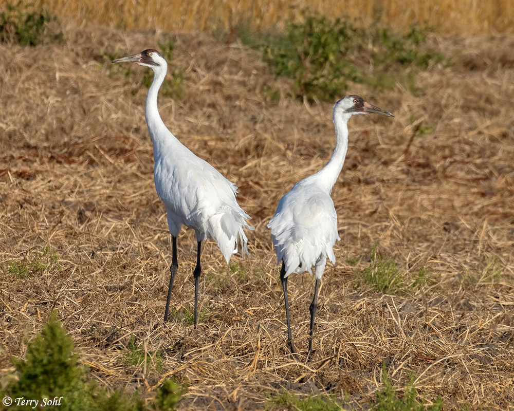 Whooping Crane - Grus americana