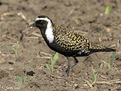 American Golden Plover - Pluvialis dominica
