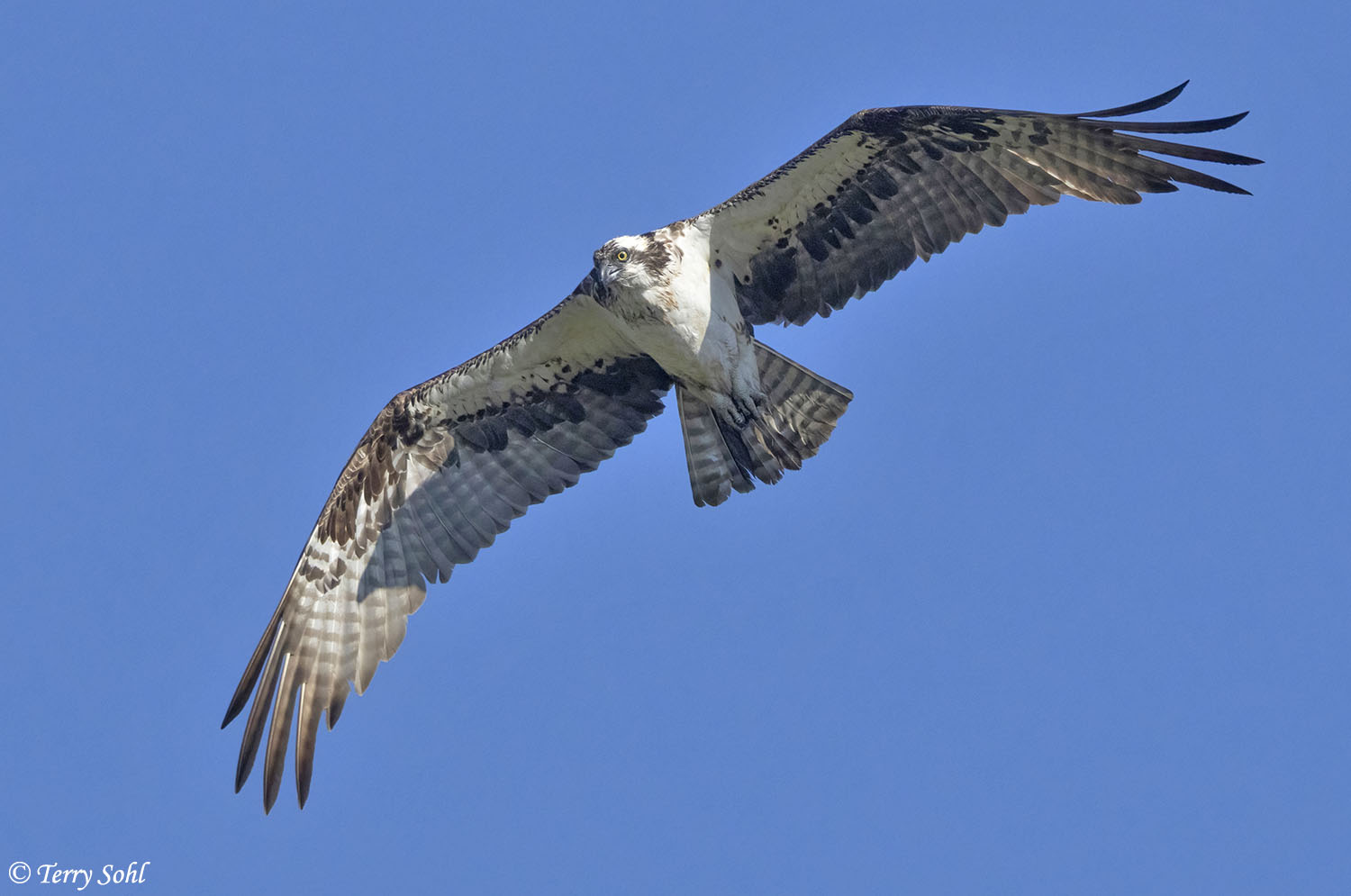 Osprey - Near Flagstaff, Arizona