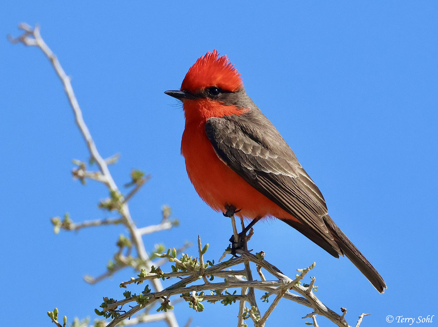 Vermillion Flycatcher near Sahuarita, Arizona