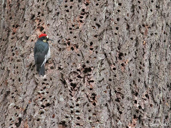 Acorn Woodpecker - Melanerpes formicivorus - Photograph