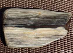 Petrified Wood - South Dakota