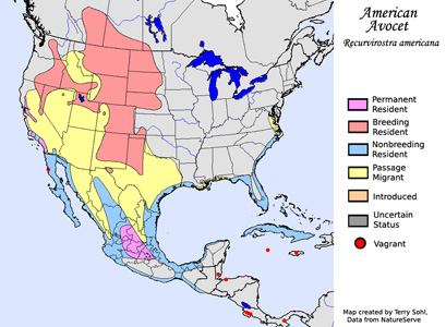 Range Map - American Avocet