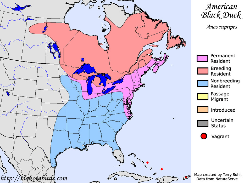 Range Map - American Black Duck