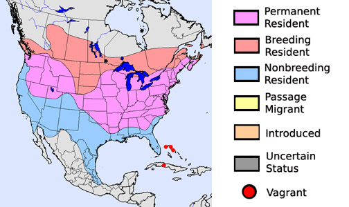 American Goldfinch - Species Range Map
