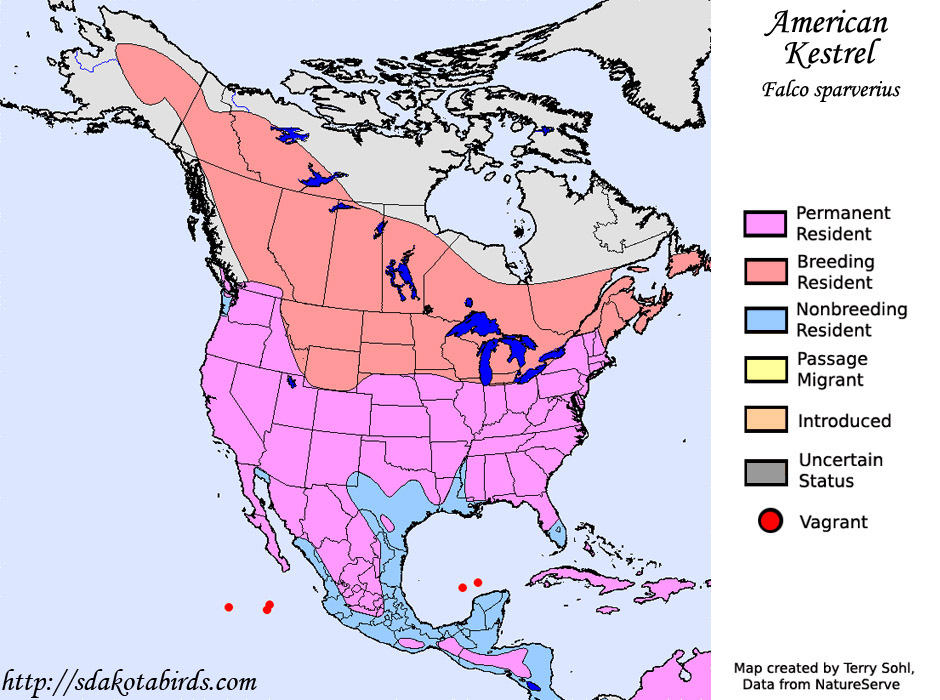 American Kestrel - Range Map