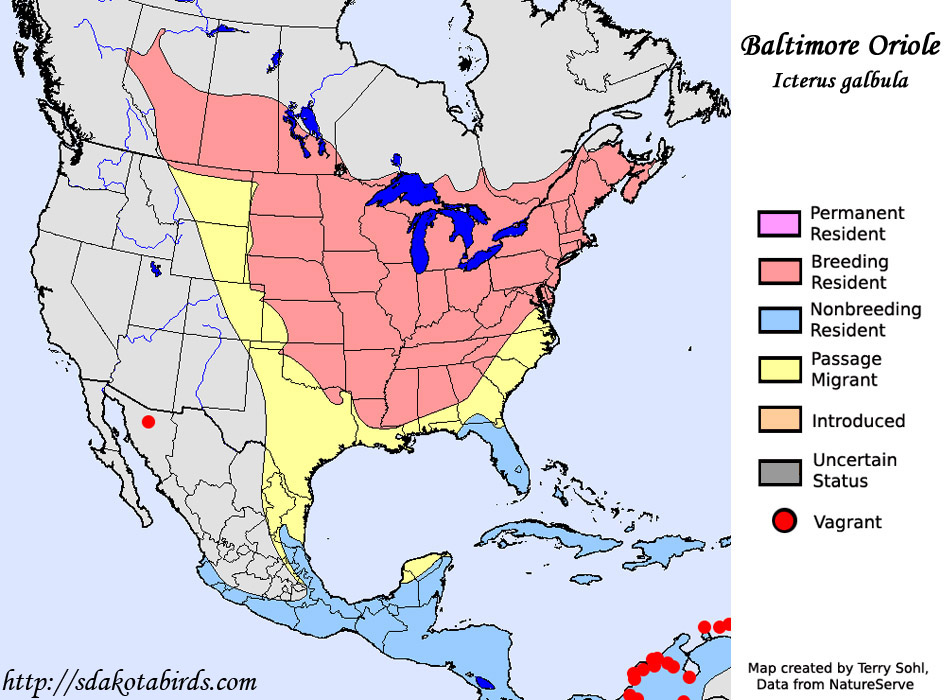 Baltimore Oriole - Species Range Map