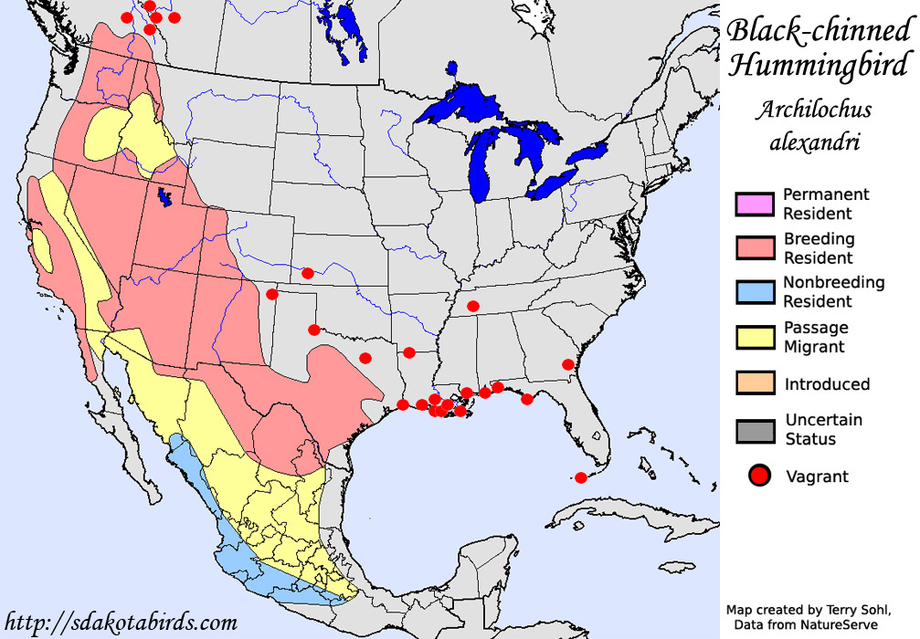 Black-chinned Hummingbird - North American Range Map