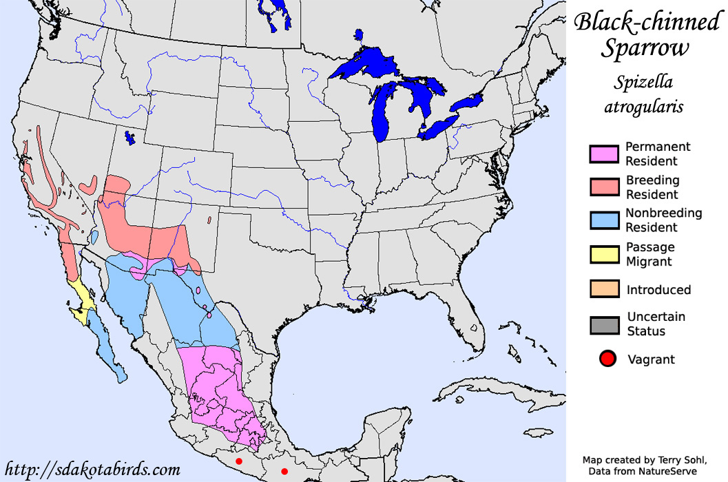 Black-Chinned Sparrow - North American Range Map