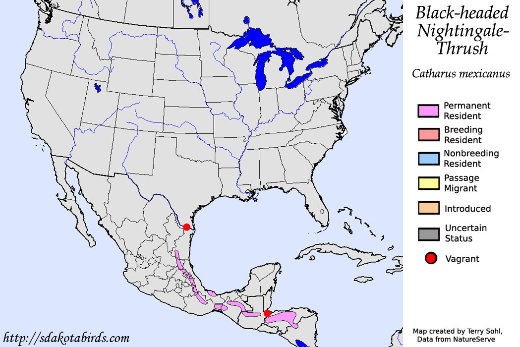 Black-headed Nightingale-Thrush - North American Range Map