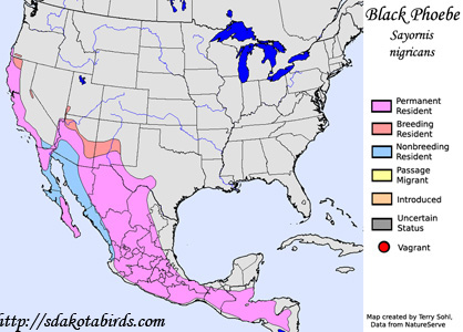 Black Phoebe - Range Map