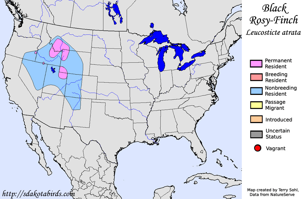 Black Rosy-Finch - North American Range Map