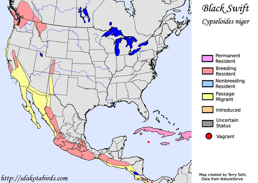 Black Swift - North American Range Map