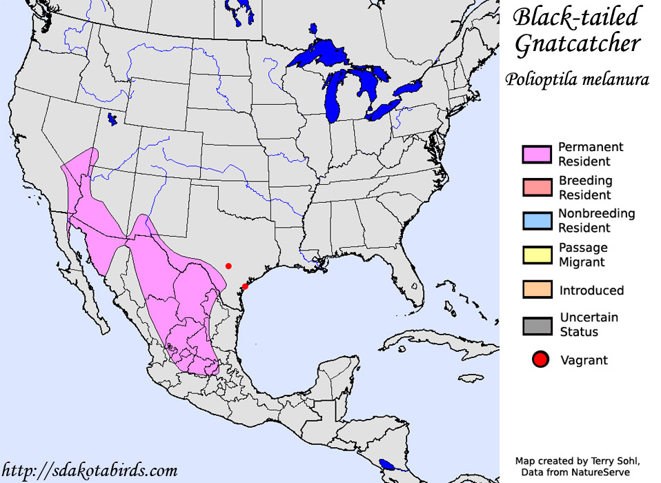 Black-tailed Gnatcatcher - North American Range Map
