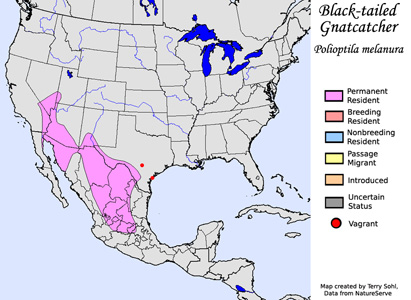 Black-tailed Gnatcatcher - Range Map