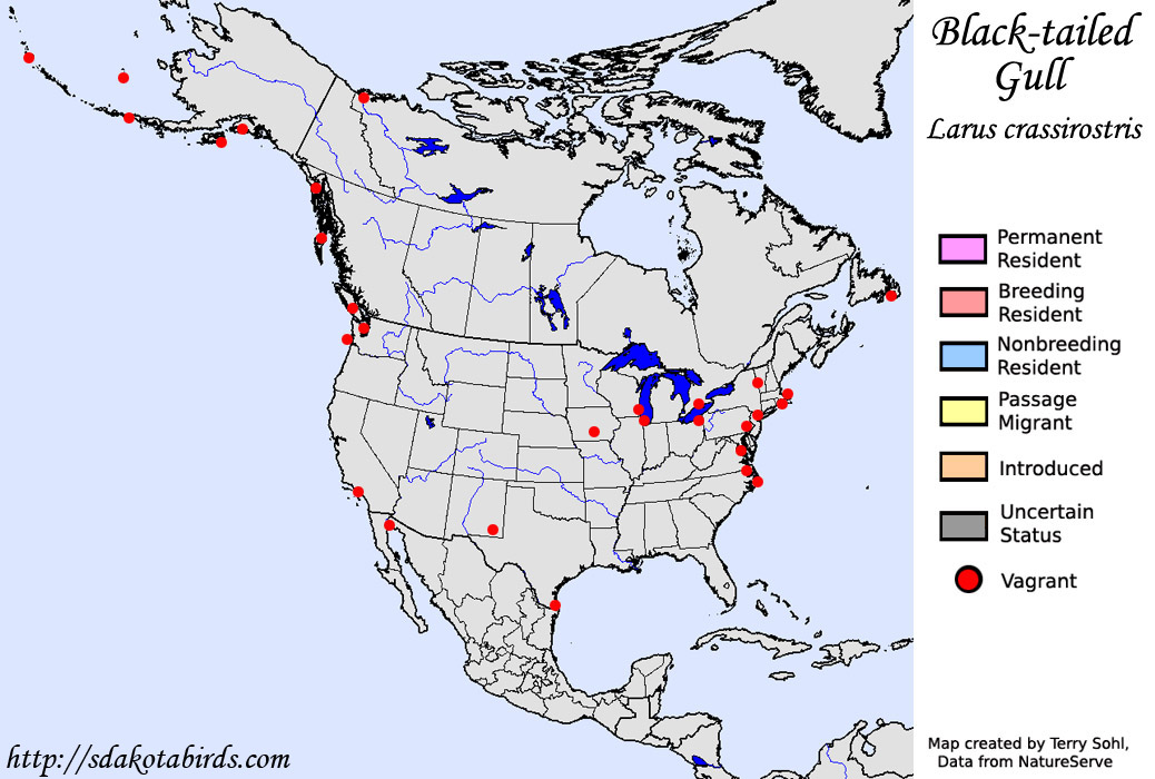 Black-tailed Gull - North American Range Map