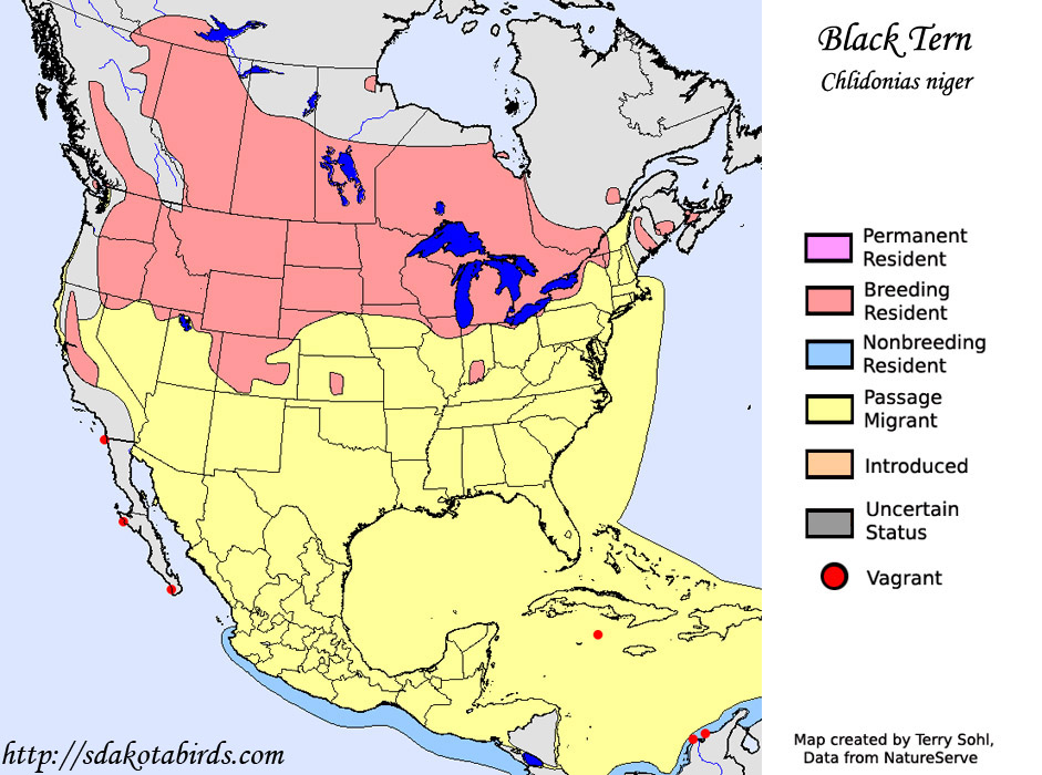 Black tern - Range Map