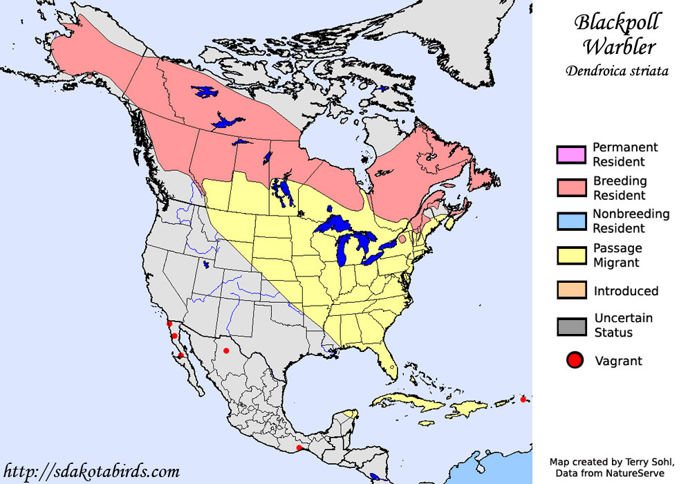 blackpoll warbler migration map