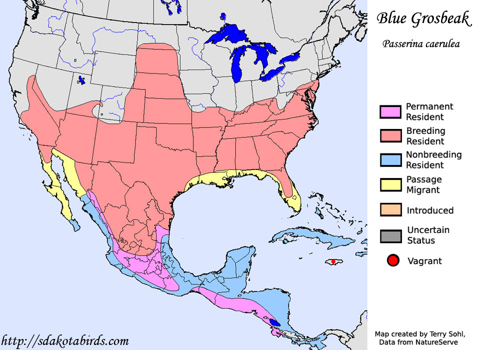 Blue Grosbeak - Range map