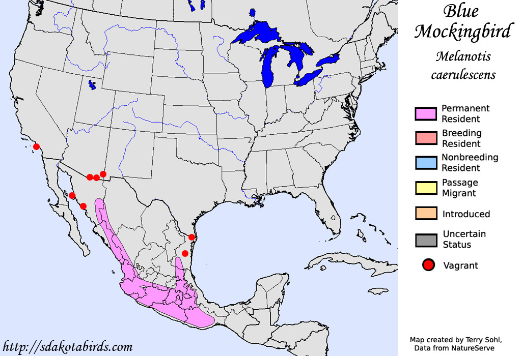 Blue Mockingbird - North American Range Map