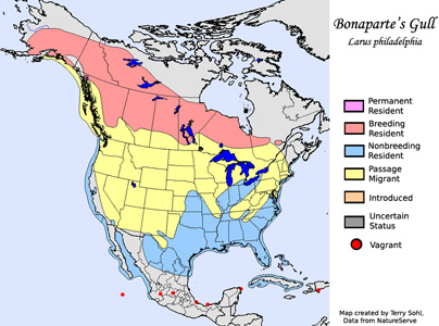 Bonaparte's Gull - Range Map