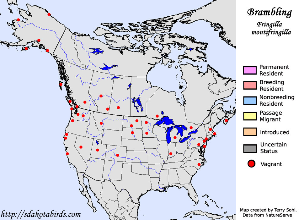 Brambling - Species Range Map