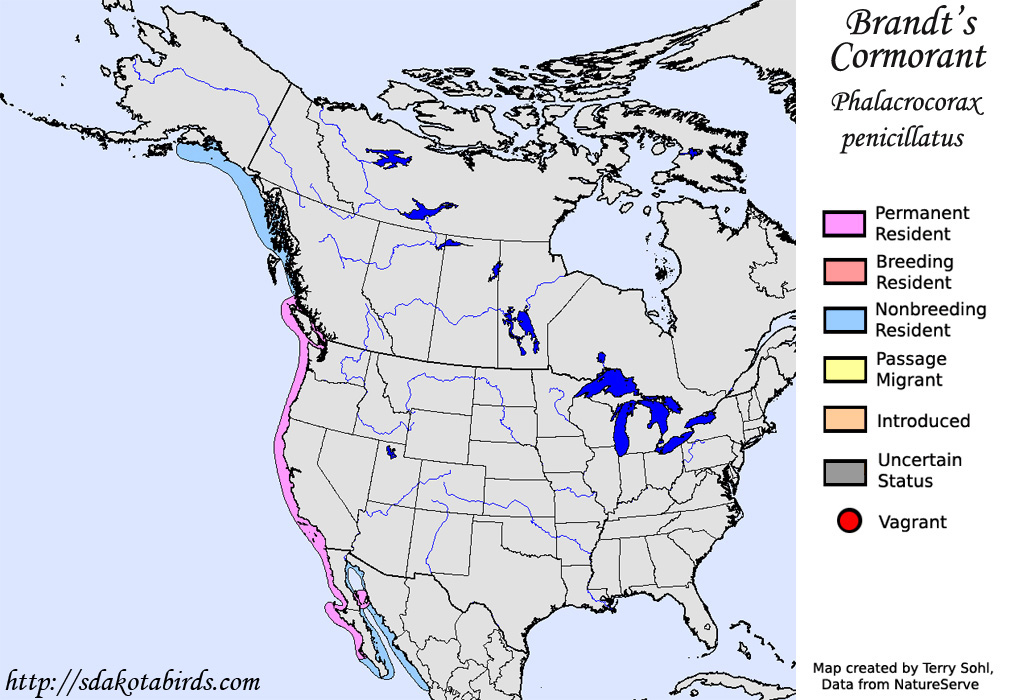 Brandt's Cormorant - North American Range Map