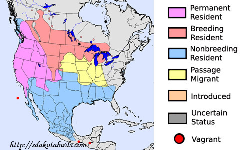 Brewer's Blackbird - Species Range Map