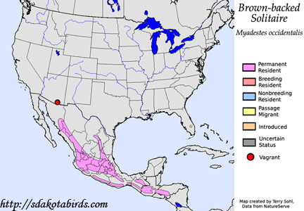 Brown-backed Solitaire - Range Map