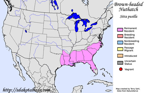 Brown-headed Nuthatch - Range Map