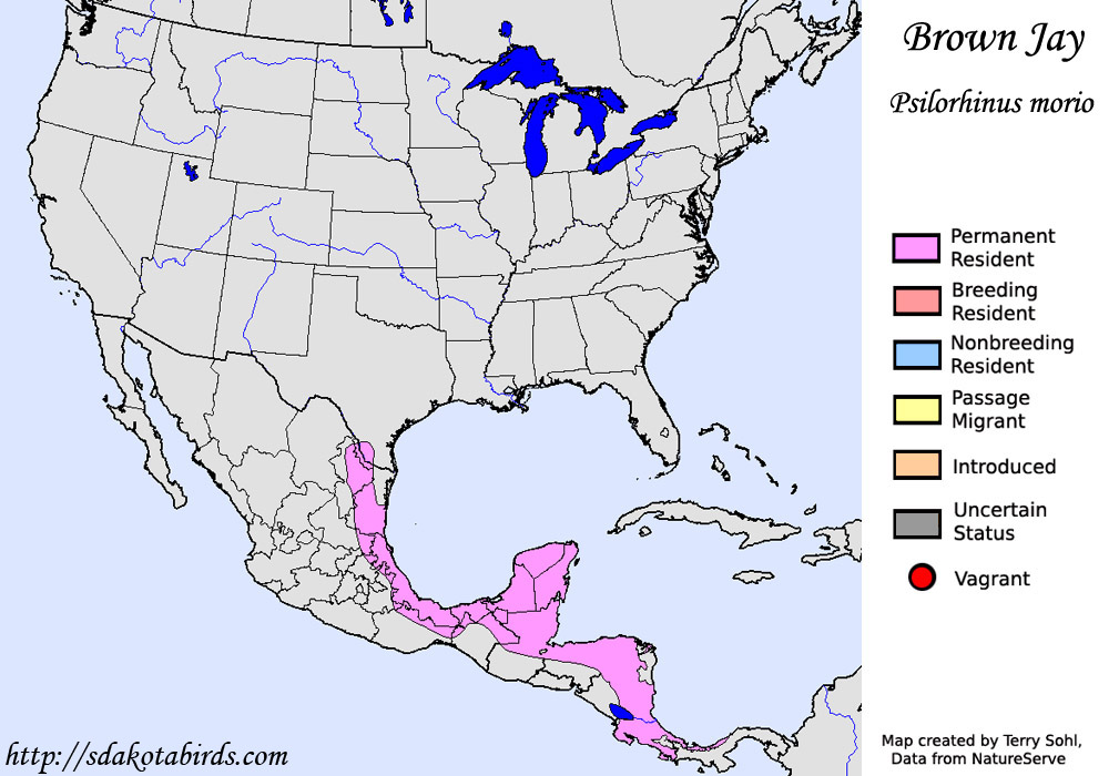 Brown Jay - North American Range Map