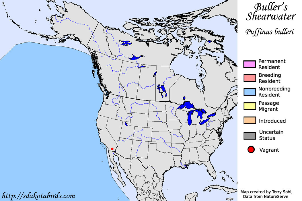 Buller's Shearwater - North American Range Map