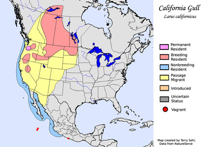 California Gull - Range Map