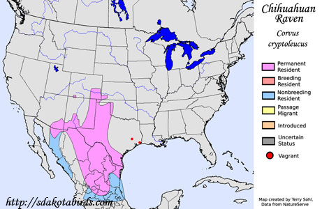 Chihuahuan Raven - Range Map