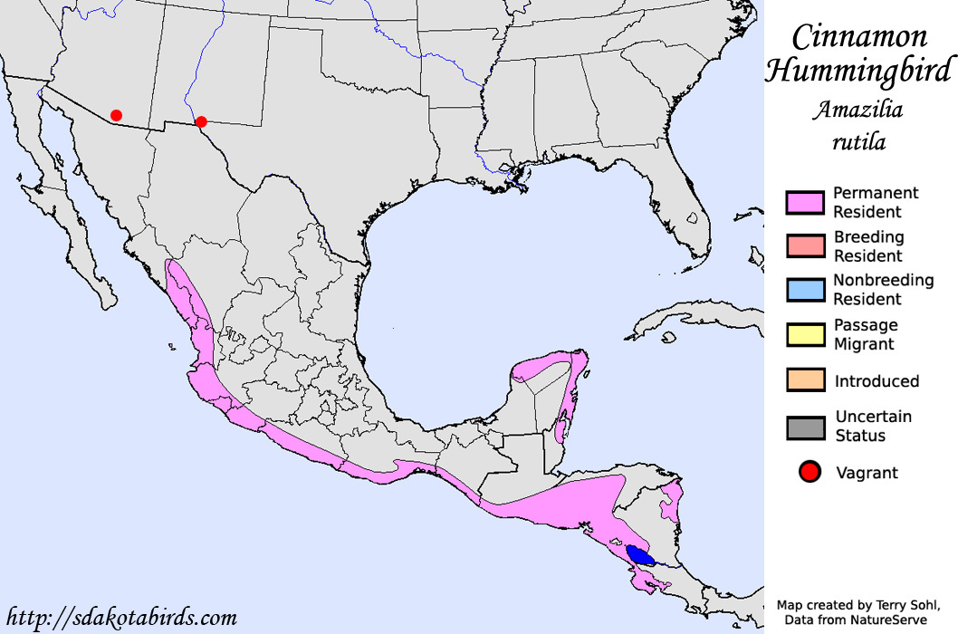 Cinnamon Hummingbird - North American Range Map