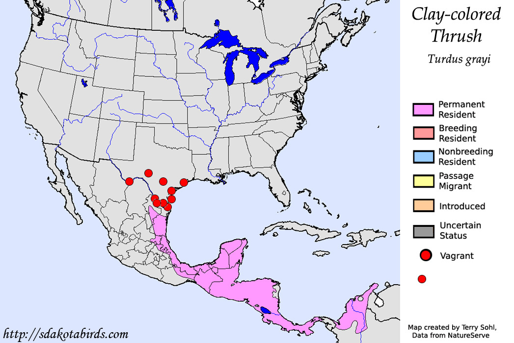 Clay-colored Thrush - North American Range Map