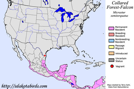 Collared Forest Falcon - North American Range Map