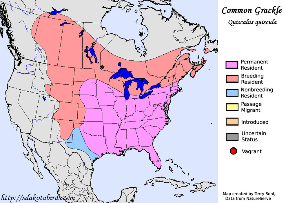 Common Grackle - Species Range Map