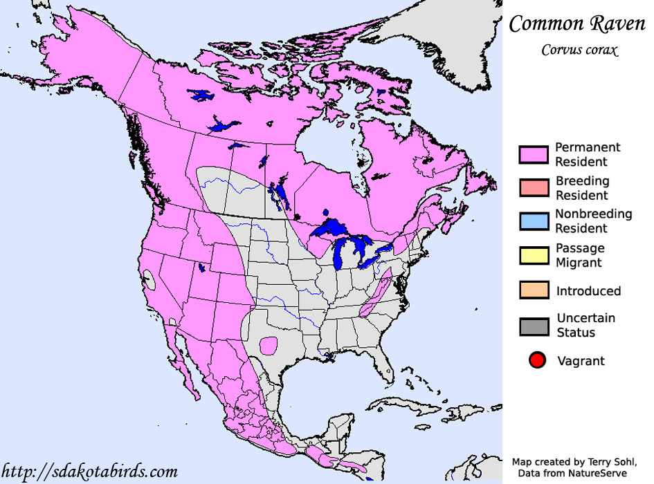 Common Raven - Range Map